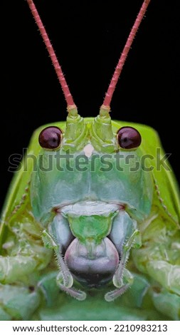 Portrait of a giant katydid Royalty-Free Stock Photo #2210983213