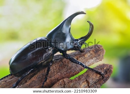 Stag beetle perched on a branch in nature