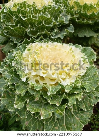 Yellow kale (brassica) flowers picture 
