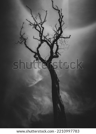 halloween horror tree top of view, black and white background