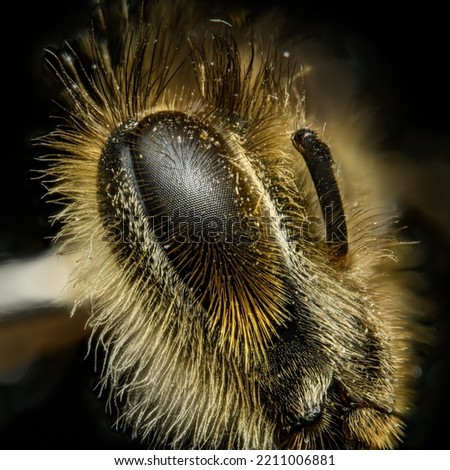 bee eye in ultra macro magnification