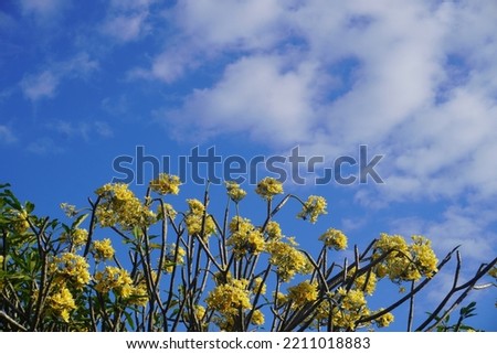 Plumeria rubra tree on a sky background. A group of plants in the genus Plumeria. The flowers are very distinctive fragrant, with a white to yellowish crown.