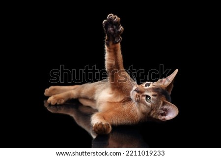 Cute playful Abyssinian kitten lying on a black background Royalty-Free Stock Photo #2211019233