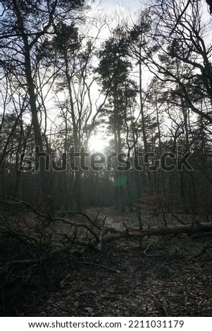 The low-lying sun shines through the branches of trees in the winter forest. Berlin, Germany
