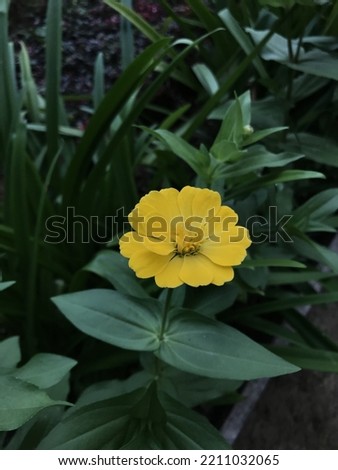 Central Java-Indonesia, October 7, 2022. Beautiful flowers are blooming in the garden