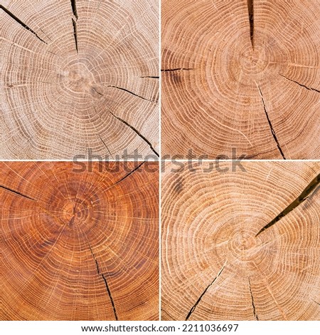 Cut tree log Wood texture background