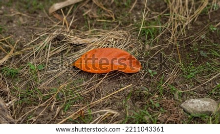 photo of jackfruit leaves that have fallen from the tree and have withered. nature background.