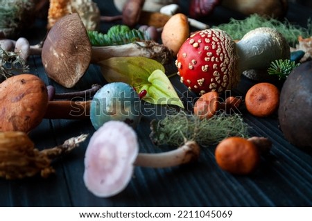 Different types of mushrooms on a black background.  Royalty-Free Stock Photo #2211045069