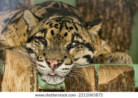 Beautiful leopard. The world of animals.