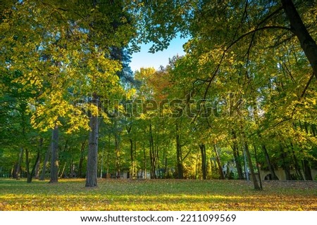 Autumn park, yellowed leaves on the trees and on the lawn
