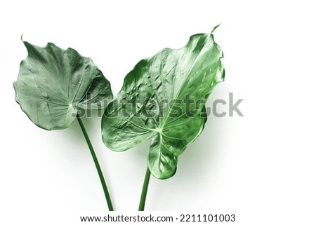 Elephant ear leaves. Elephant ear plant Isolated on white background. Green leaves on white background
