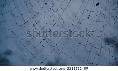 A dewy cobweb in the middle of the misty forest
