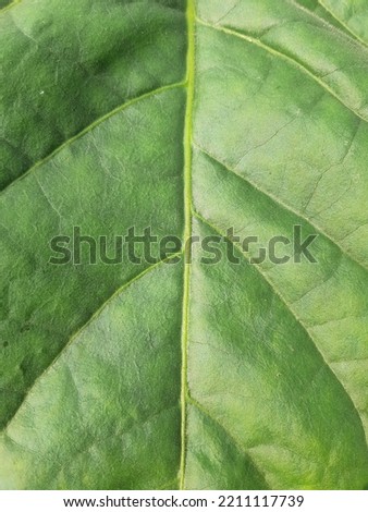 Fresh green tobacco leaves in the close-up outdoor photo, the detail of the leaf veins is clearly visible