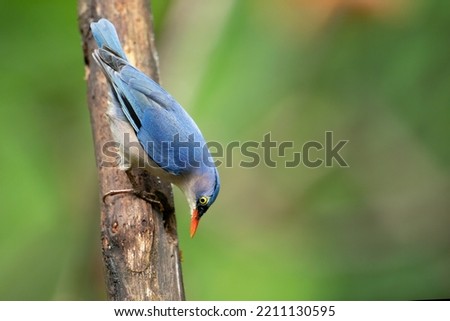 Velvet-fronted Nuthatch Sitta frontalis  Climbing decaying trees in search of worms and insects for food.