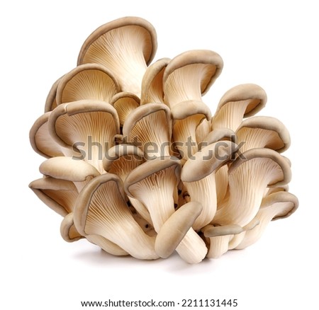 Oyster mushrooms isolated on a white background. Full clipping path. A beautiful bunch of mushrooms. Royalty-Free Stock Photo #2211131445