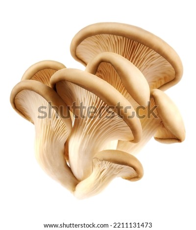 Oyster mushrooms isolated on a white background. Full clipping path. Royalty-Free Stock Photo #2211131473