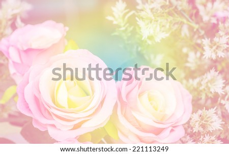 sweet color close-up roses in soft style background