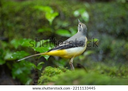 Grey Wagtail Motacilla cinerea Walking in search of worms and insects for food