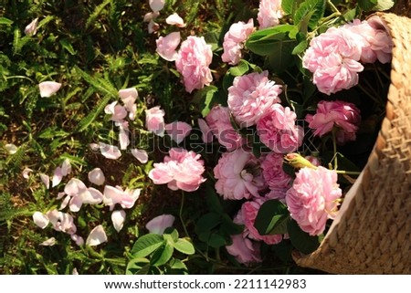 Overturned wicker basket with beautiful tea roses on green grass in garden, flat lay