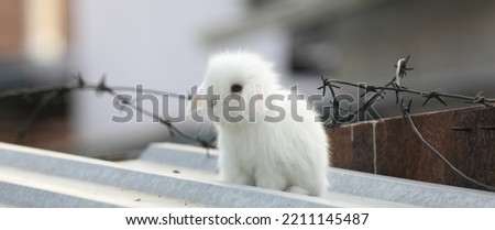 little funny white rabbit outdoors