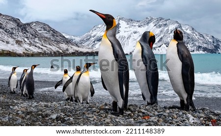 Emperor penguins flock Antarctica snow ice blue sky travel.Emperor penguins Royalty-Free Stock Photo #2211148389