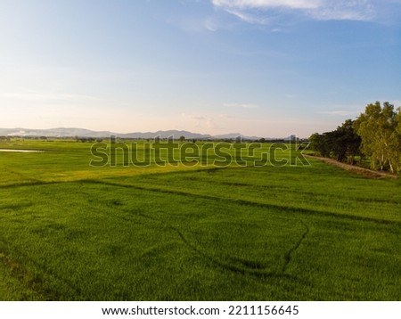 Aerial view green paddy rice plantation field sunset skt cloud agricultural industry