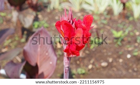 Red flowers in a garden
