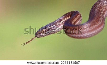 Brown snake with tongue out hissing
