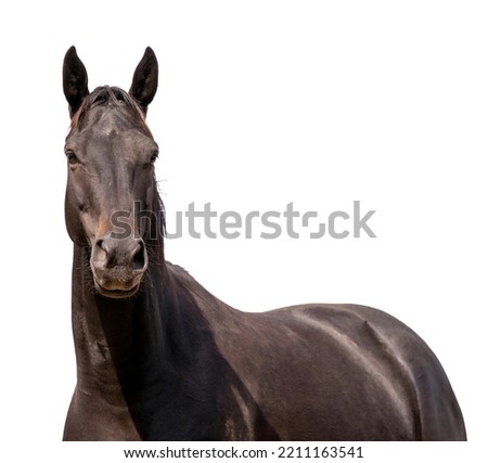 Isolated black brown horse looking at the camera 