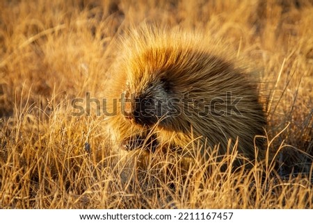 North American Porcupine in the prairie grass