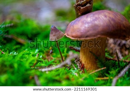mushrooms in the forest. Imleria badia