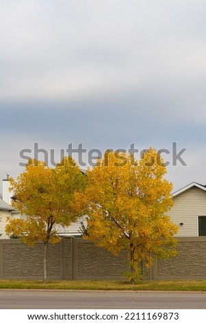 Tree Leaves changing color for fall autumn