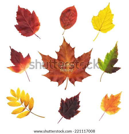 Autumn Leaves Set, Vector Illustration