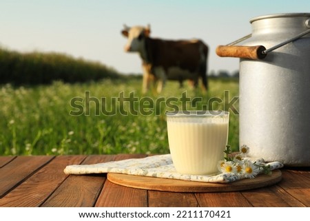Milk with camomiles on wooden table and cow grazing in meadow Royalty-Free Stock Photo #2211170421