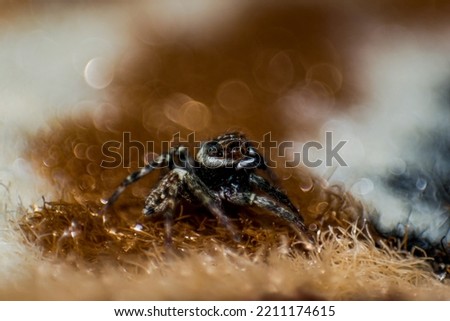 Wild Kenyan spider with four eyes