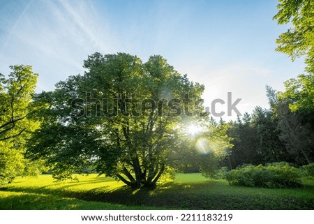 A forest with pines and trees and a clearing with green grass. Beautiful landscape, sunny nature.