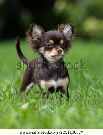Long haired Chihuahua puppy portrait