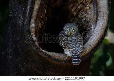 asian barred owlet bird burrow