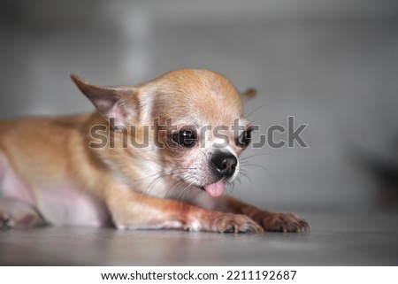 Sad upset sick little chihuahua little small dog is lying on a floor at home, in the house, suffering. Puppy is missing, waiting for his owner