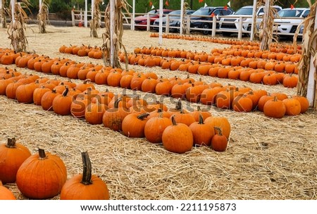 Rows of pumpkins for sale at a pumpkin patch.