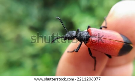 Closeup shot of a black and red beetle on a finger.Lytta melanura,Blister beetles are beetles of the family Meloidae.Slective focus. High quality photo
