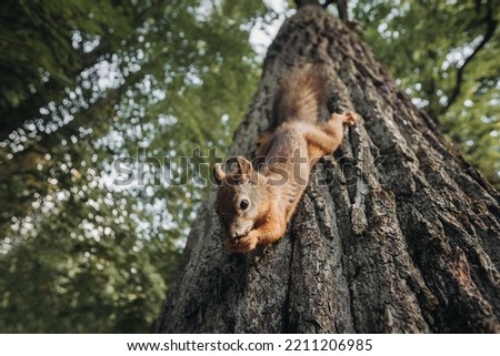 furry red squirrel eating pine nuts, holding in paws, in city park in summer, sitting on a tree trunk