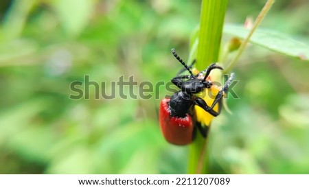 Closeup shot of a black and  red beetle on a flower.Lytta melanura,Blister beetles are beetles of the family Meloidae.Slective focus. High quality photo