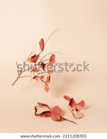 Tree branch hovering with red autumn leaves on bright beige background. Minimal idea for fall season. Creative view of autumn concept. Colorful October layout with copy space.