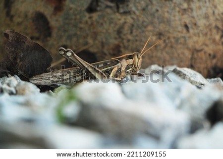 Close-up photo of a brown grasshopper on the ground.