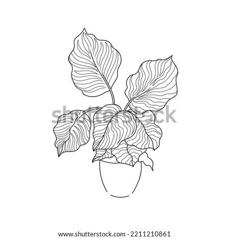 vector illustration drawing line home plant Calathea Royalty-Free Stock Photo #2211210861