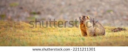 The marmot sits in the grass in the mountains, looks to the side, as if reading your text, studying, showing curiosity, interest. Copy space with place for text. Landscape with wild animals.