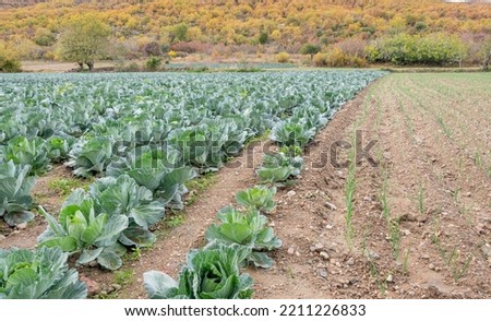 Growing cabbage in a field in North Macedonia. A field of cabbage. Agriculture in North Macedonia.