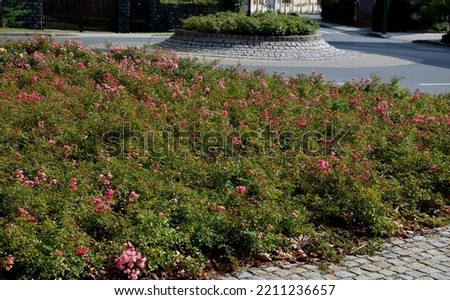 Ground cover roses are characterized by compact low growth. The shoots may be upright at first, but soon spread over the surface and sometimes form longer lying tendrils Royalty-Free Stock Photo #2211236657