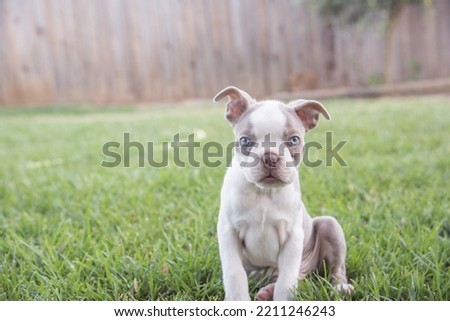 Boston Terrier Puppy sitting in backyard on grass. Floppy ears, fence, and green grass